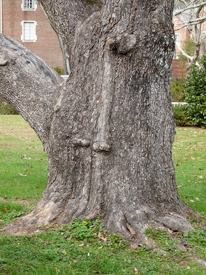 {Catalpa bignonioides}